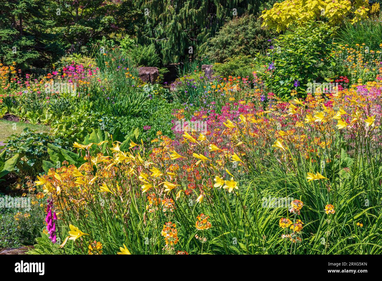Bordure herbacée bien garnie avec des fleurs roses, bleues et jaunes. Banque D'Images