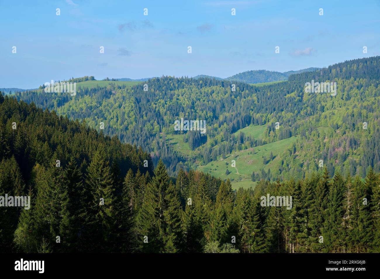 Paysage de basse montagne, forêt mixte, printemps, Menzenschwand, Schluchsee, forêt Noire, Baden-Wuerttemberg, Allemagne Banque D'Images