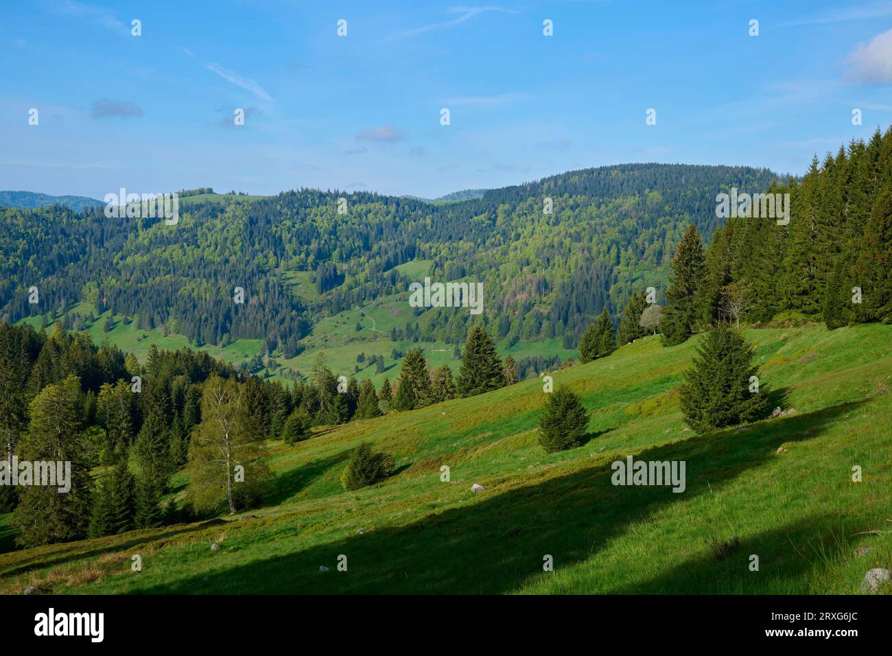 Paysage de basse montagne, forêt mixte, printemps, Menzenschwand, Schluchsee, forêt Noire, Baden-Wuerttemberg, Allemagne Banque D'Images