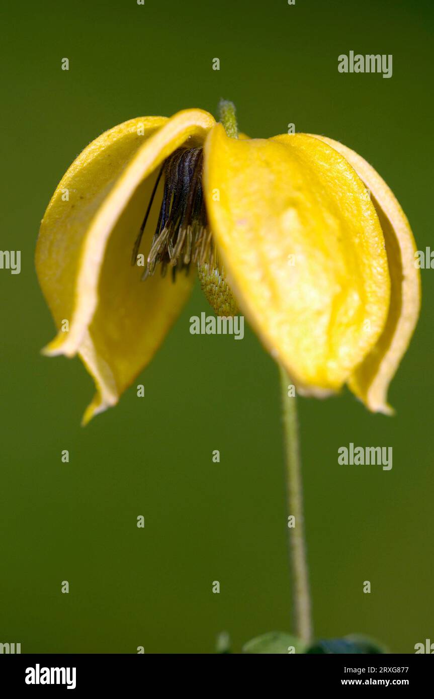 La clématite (Clematis orientalis) fleurit Banque D'Images