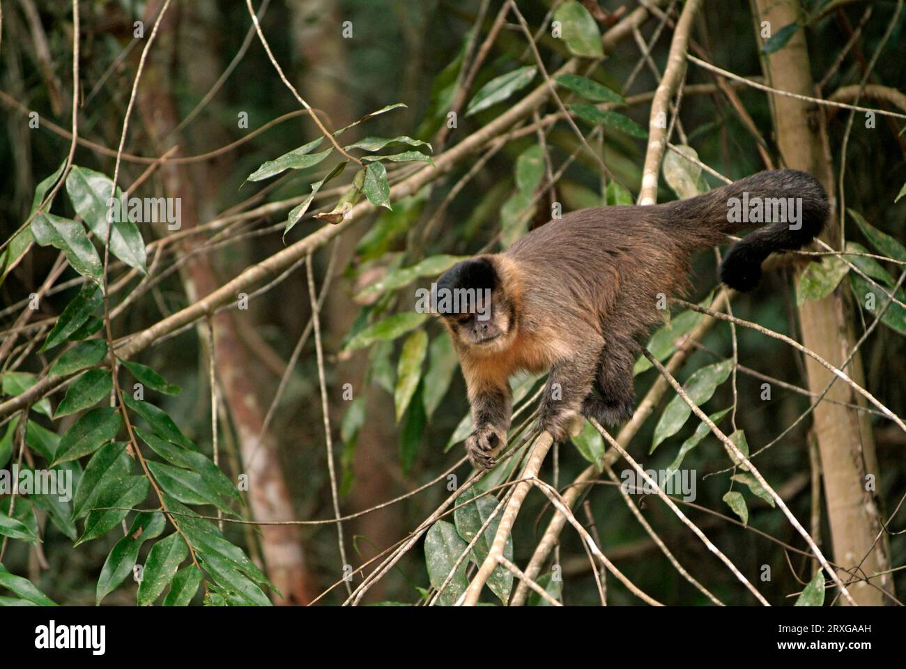 Capucin noir cebus nigritus Banque de photographies et d’images à haute