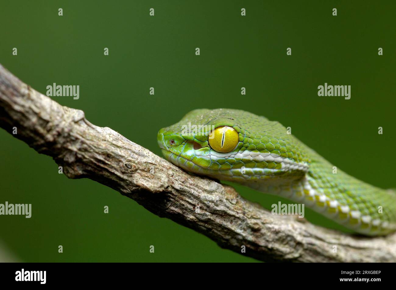 Green Pit Viper (Trimeresurus macrops), parc national de Khao Yai, Thaïlande Banque D'Images