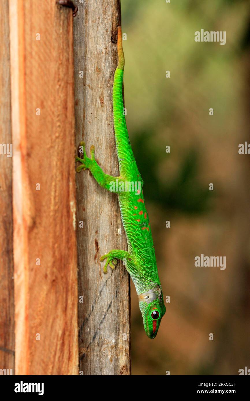 Gecko de jour géant de Madagascar (Phelsuma madagascariensis grandis), Madagascar Banque D'Images