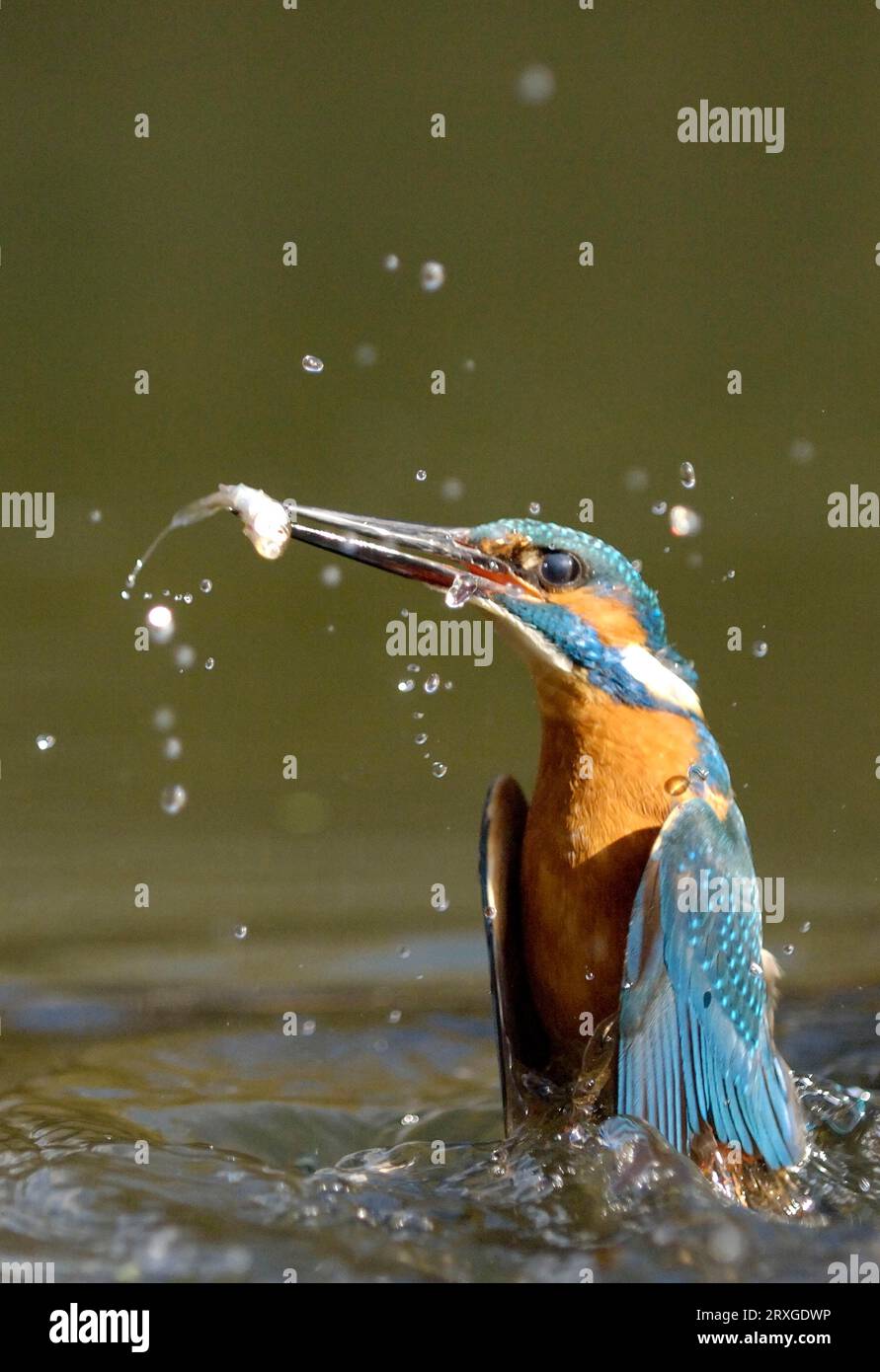 Kingfisher de rivière avec proies, Hesse, Kingfisher avec poissons capturés, Maringfisher commun (Alcedo atthis), Allemagne Banque D'Images