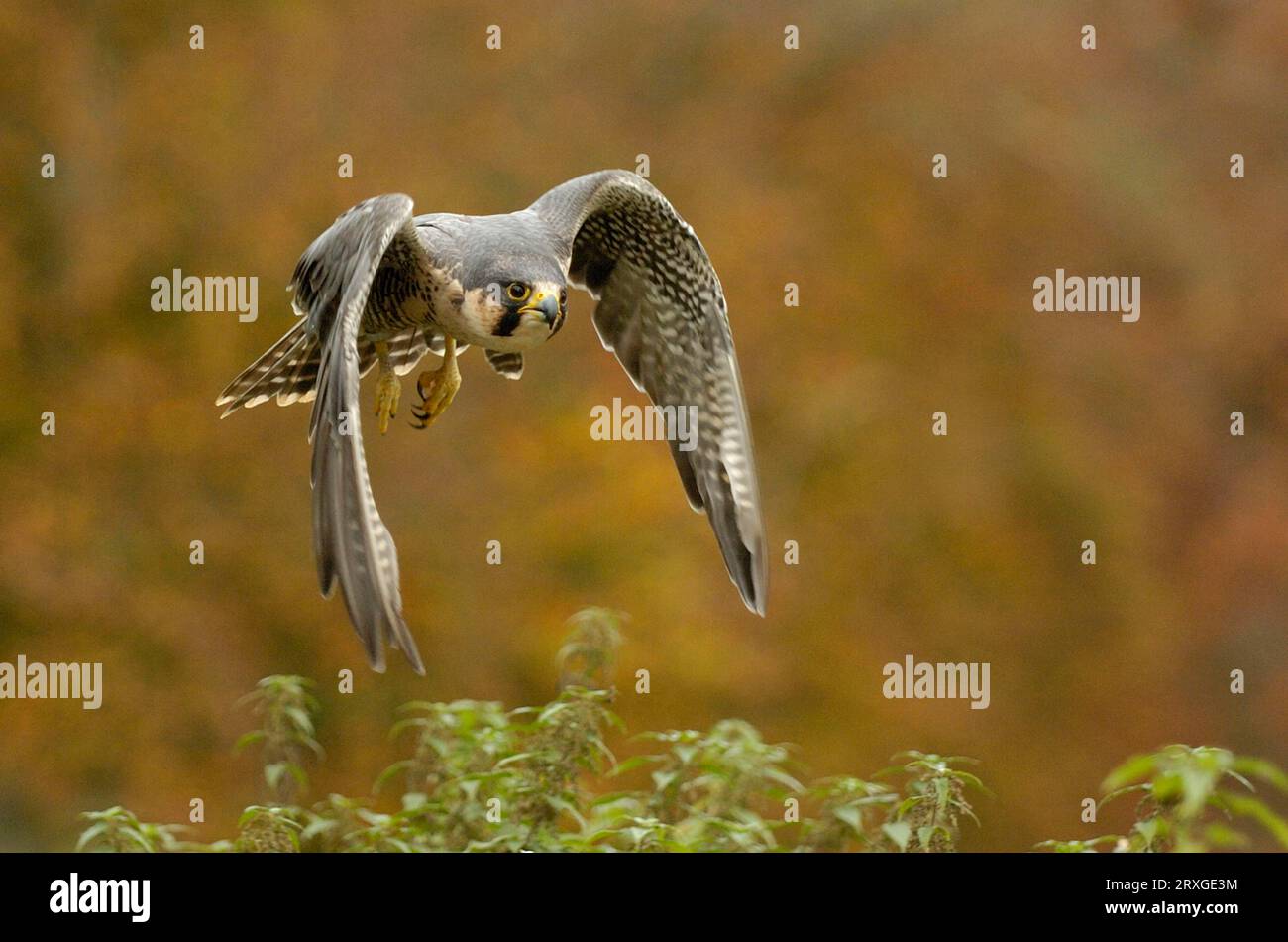 Peregrine falcon falcon (Falco peregrinus), libérable Banque D'Images