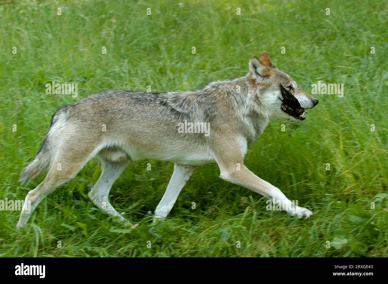 Loup gris (Canis lupus) avec proie, latéralement Banque D'Images