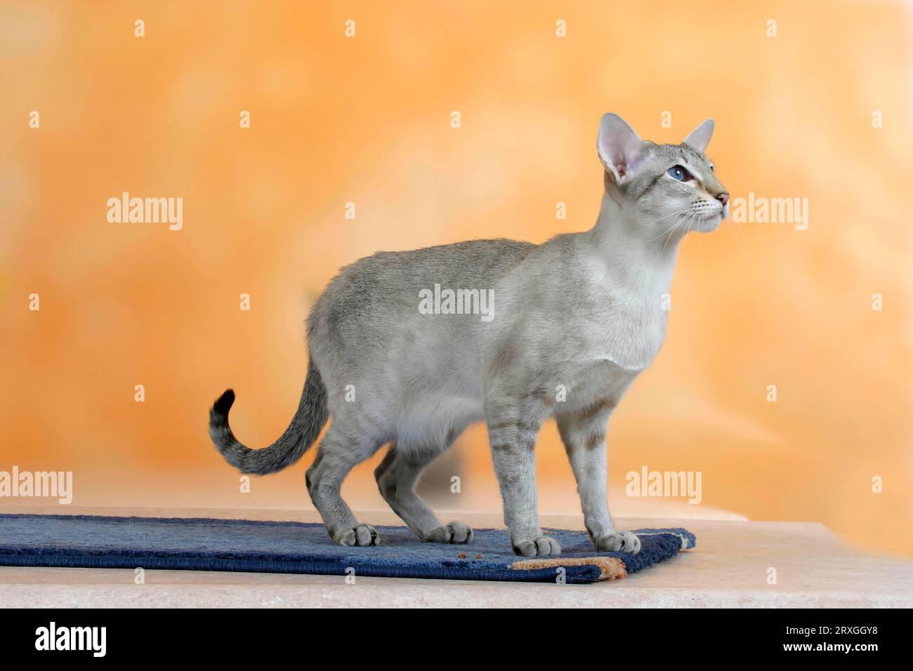 Chat siamois, sceau-tortie-tabby-point, siamois, siamesin Banque D'Images