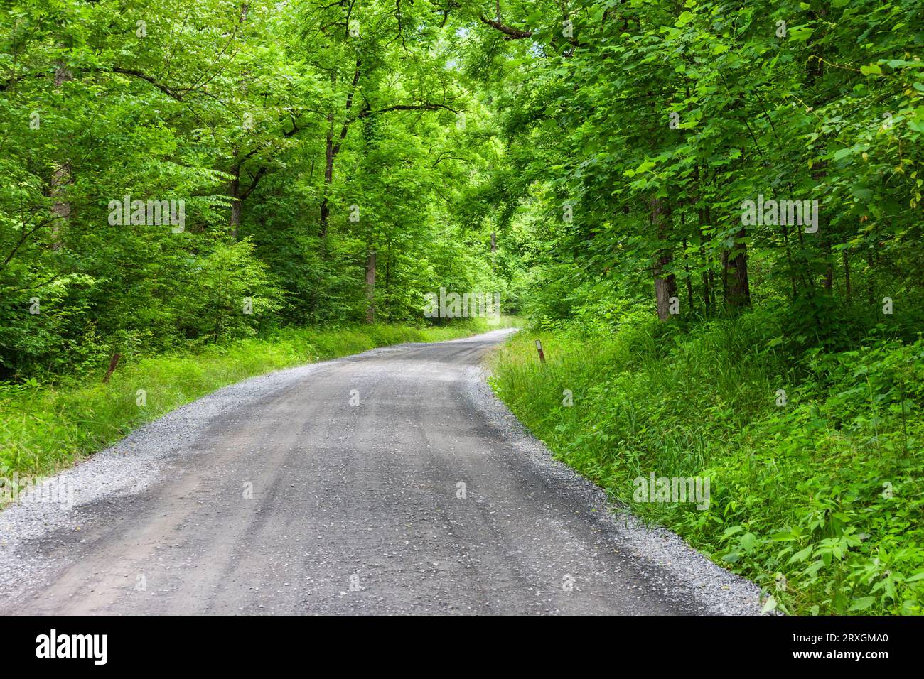 Route à travers la forêt à Middle Prong de la rivière Little Pigeon dans la section Greenbrier du parc national des Great Smoky Mountains, dans le Tennessee. Banque D'Images