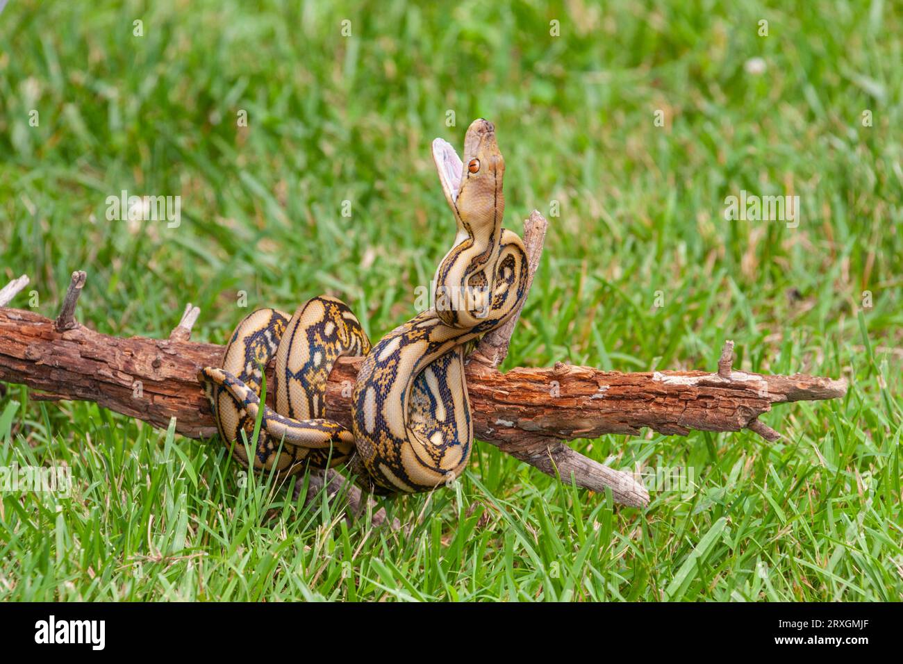 Tiger reticulated Python, Python reticulatus, chez Gary carter à Mcleanville, Caroline du Nord. Banque D'Images