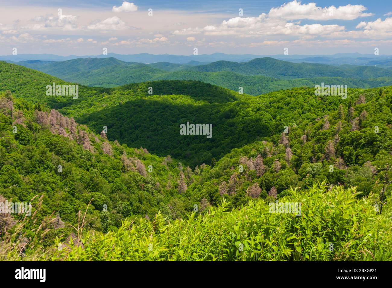 Vue depuis la route panoramique Blue Ridge Parkway. La Blue Ridge Parkway est la seule route à être désignée parc national. Il couvre 469 miles. Banque D'Images