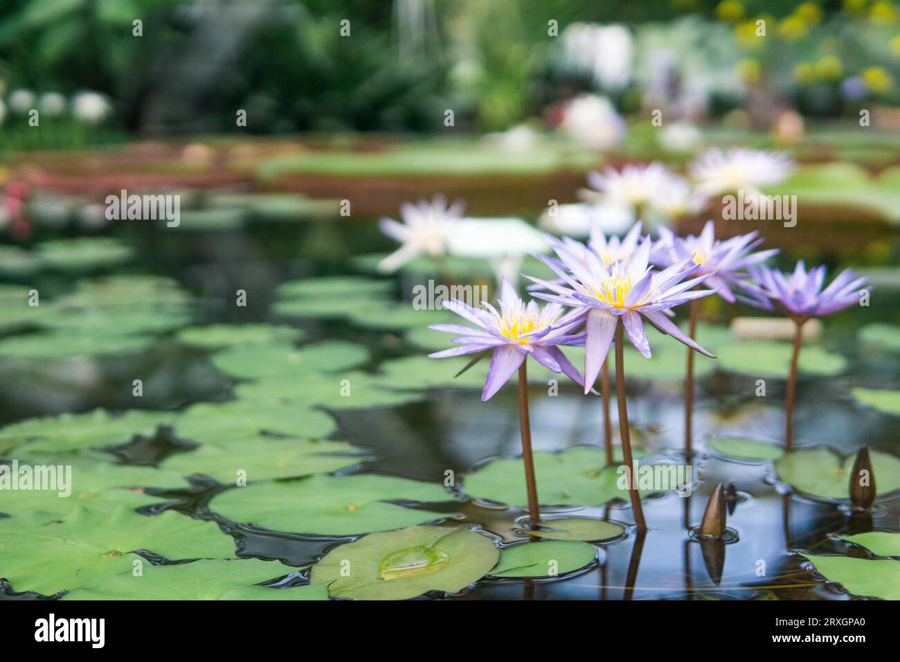 belles fleurs de nénuphars bleus, aussi appelés lotus bleus Banque D'Images