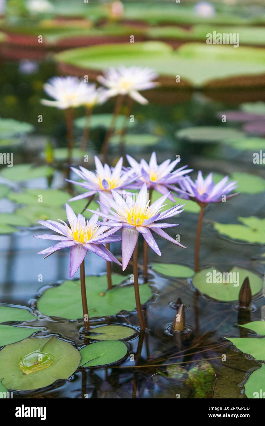 belles fleurs de nénuphars bleus, aussi appelés lotus bleus Banque D'Images