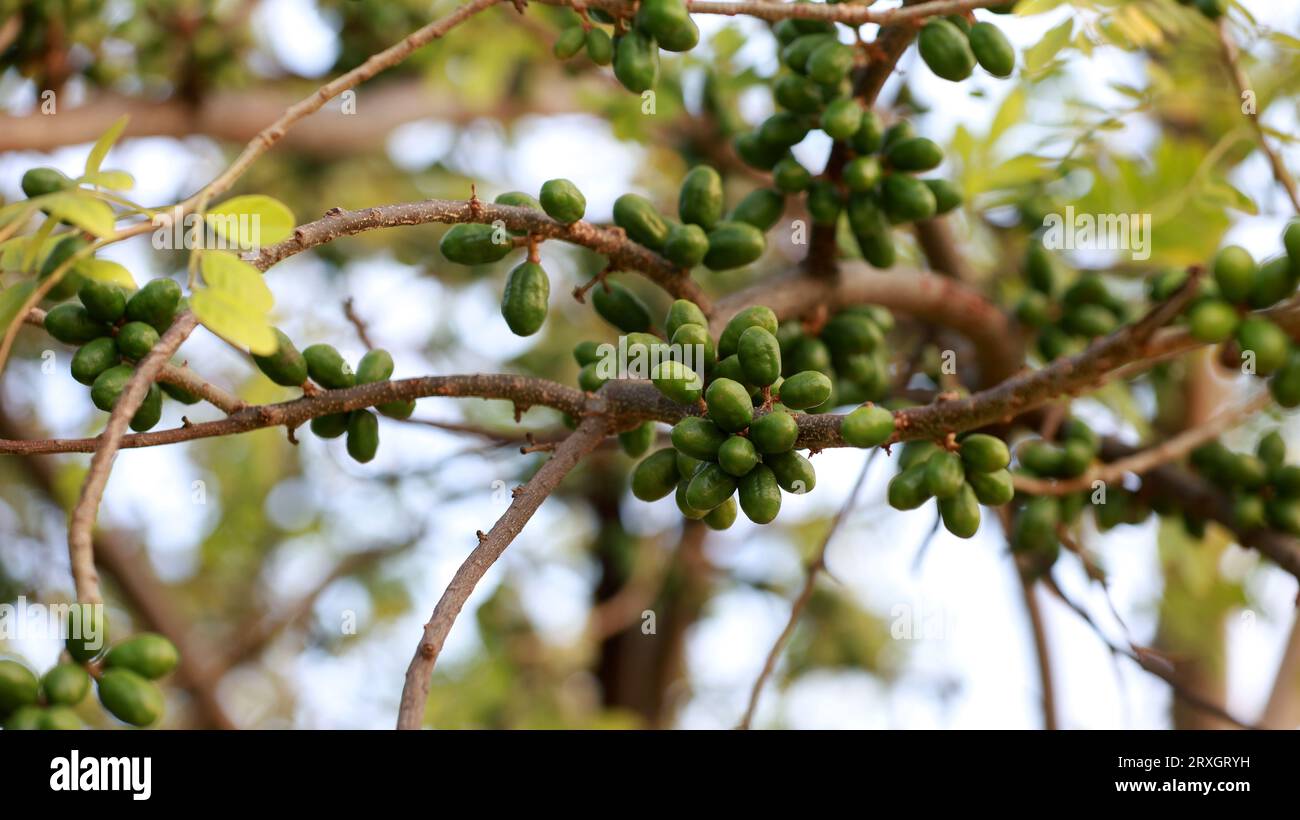 Curaca, bahia, brésil - 18 septembre 2023 : fruit de crabe - Spondias purpurea - vu dans une ferme dans la région rurale de Bahia. Banque D'Images