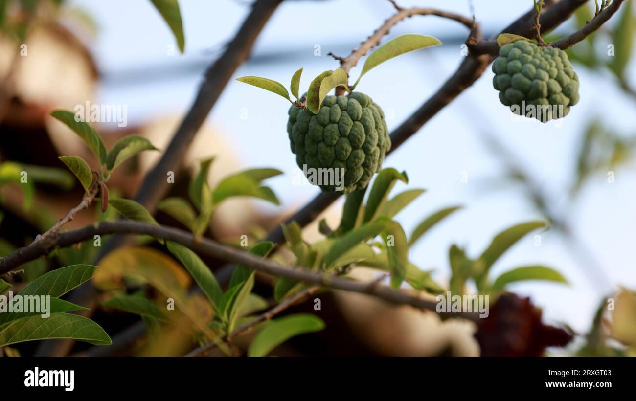 Curaca, bahia, brésil - 18 septembre 2023 : fruit de pomme de pin - Annona squamosa - vu dans une ferme dans la Bahia rurale. Banque D'Images