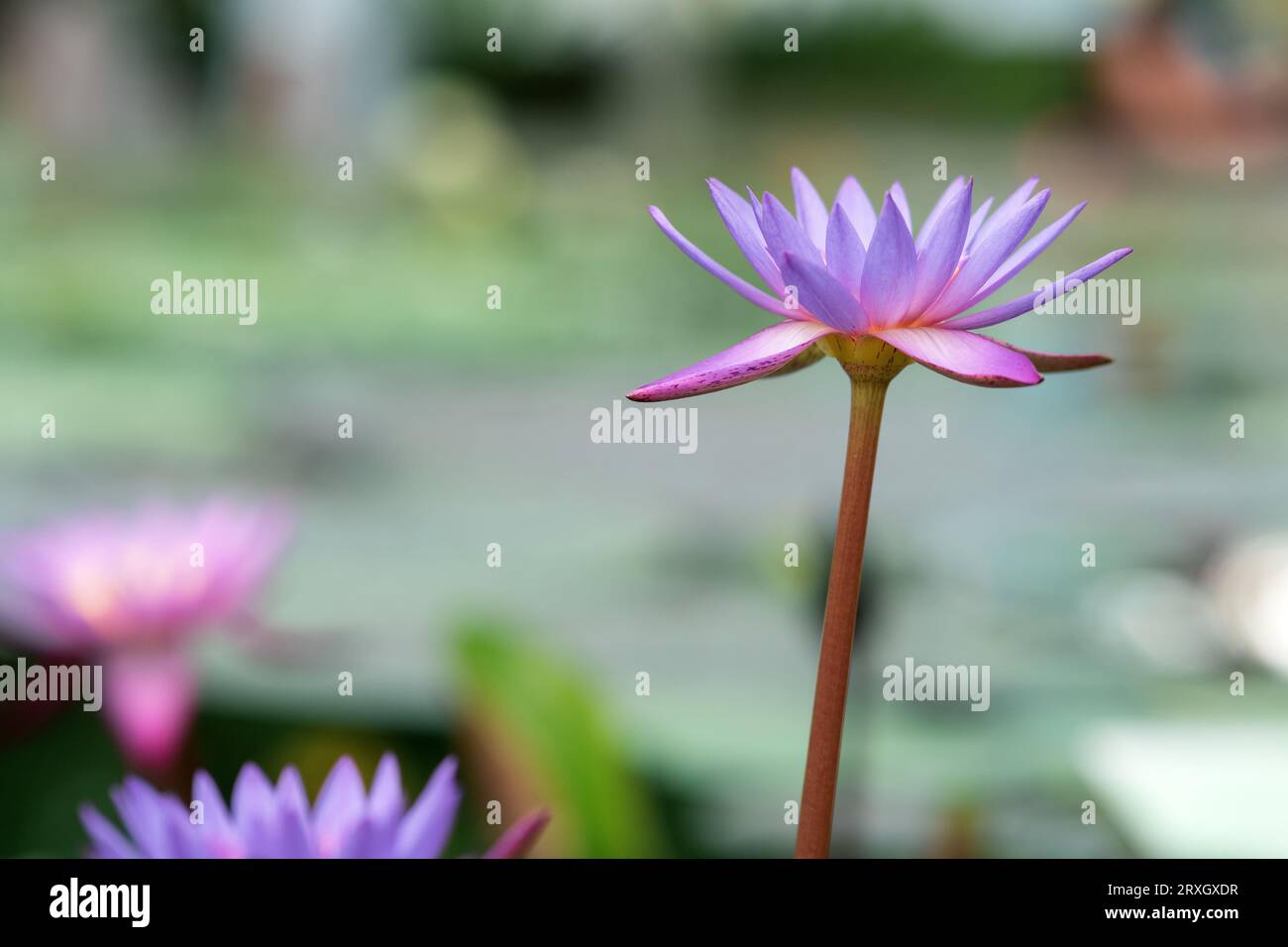 belles fleurs de nénuphars bleus, également appelés lotus bleus, gros plan Banque D'Images