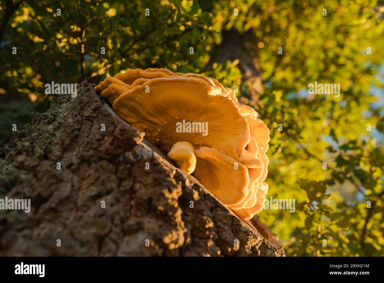 Les champignons close up Banque D'Images