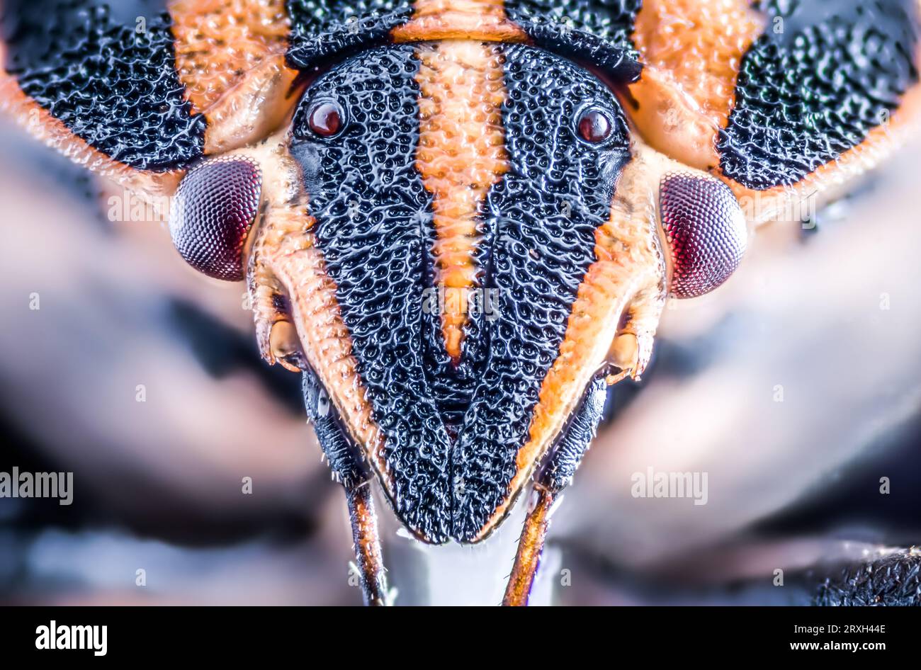 Insecte rayé coloré ou insecte de Minsrel Graphosoma lineatum, Graphosoma italicum. Insectes de prairies naturelles et de forêts. Banque D'Images