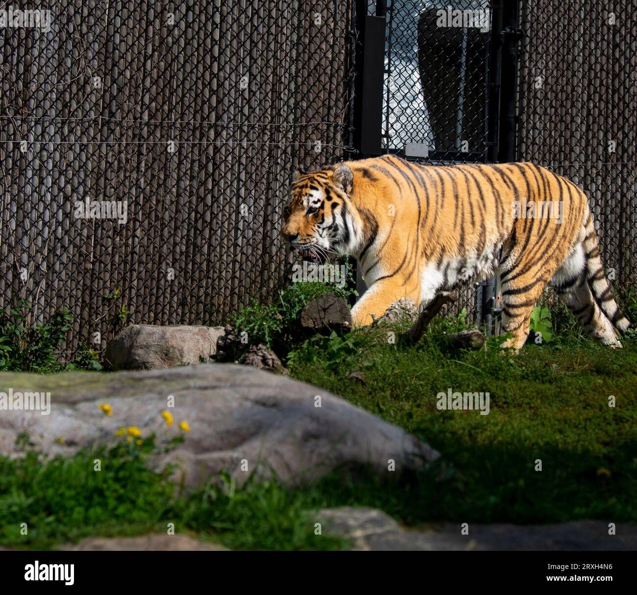 Énorme tigre au zoo de Toronto, ON. Canada Banque D'Images