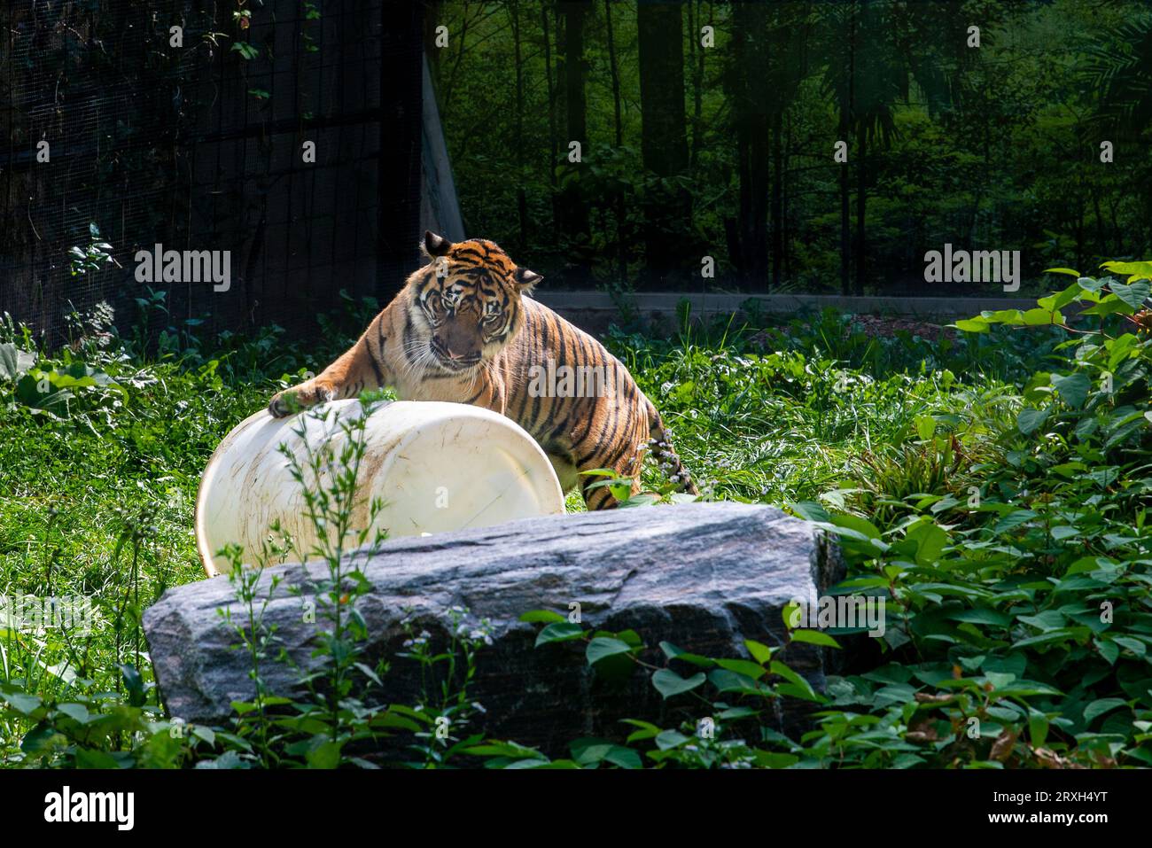 Énorme tigre au zoo de Toronto, ON. Canada Banque D'Images