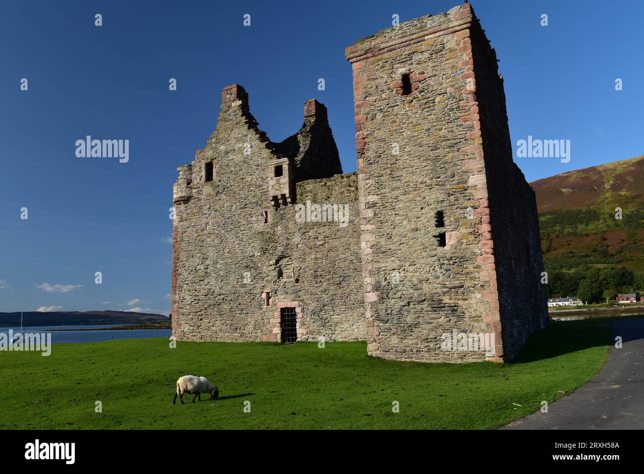 Un mouton broute devant le château de Lochranza sur l'île d'Arran, en Écosse. Banque D'Images