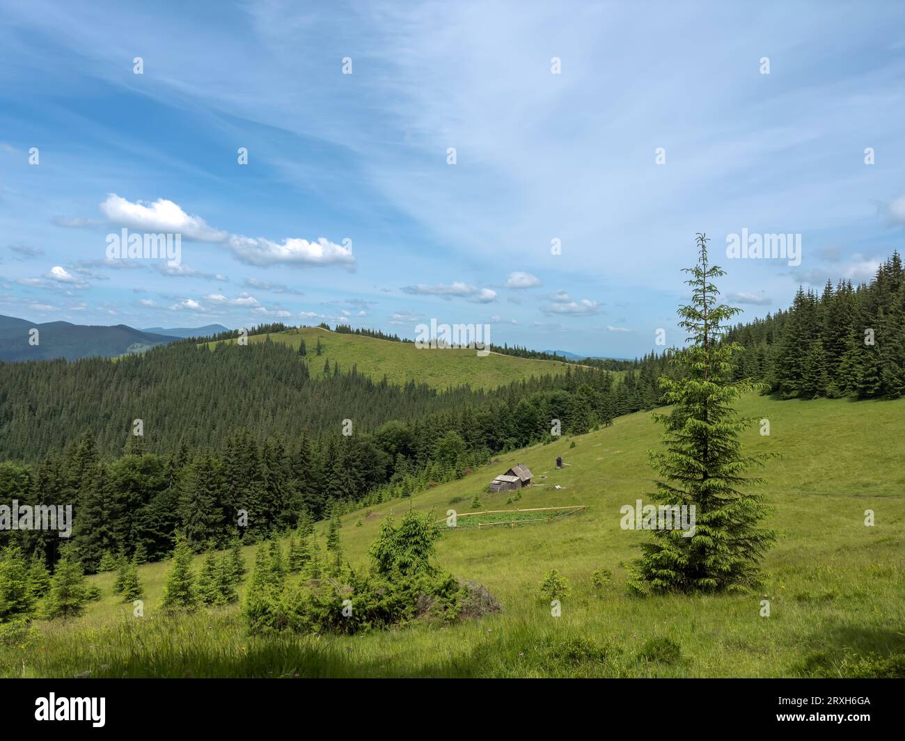 Paysage montagneux majestueux. Vallée verte avec forêt de pins. Nature, voyage, randonnée. Montagnes des Carpates, Ukraine, Europe Banque D'Images