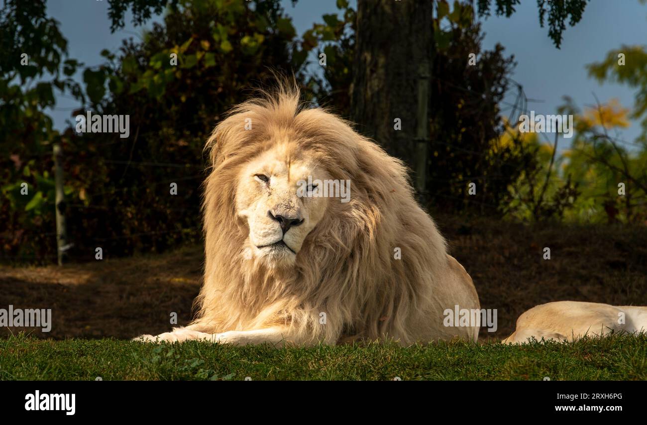 African-Lion, Animal King, au zoo de Toronto, ON. Canada Banque D'Images