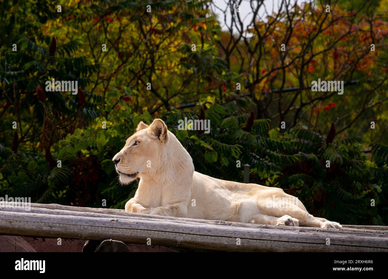 African-Lion, Animal King, au zoo de Toronto, ON. Canada Banque D'Images