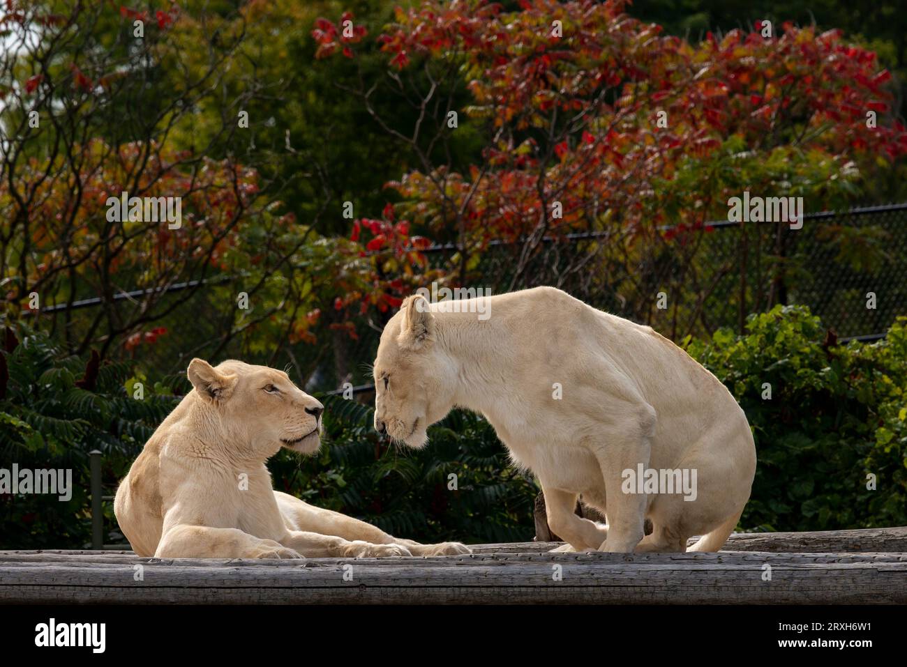 African-Lion, Animal King, au zoo de Toronto, ON. Canada Banque D'Images