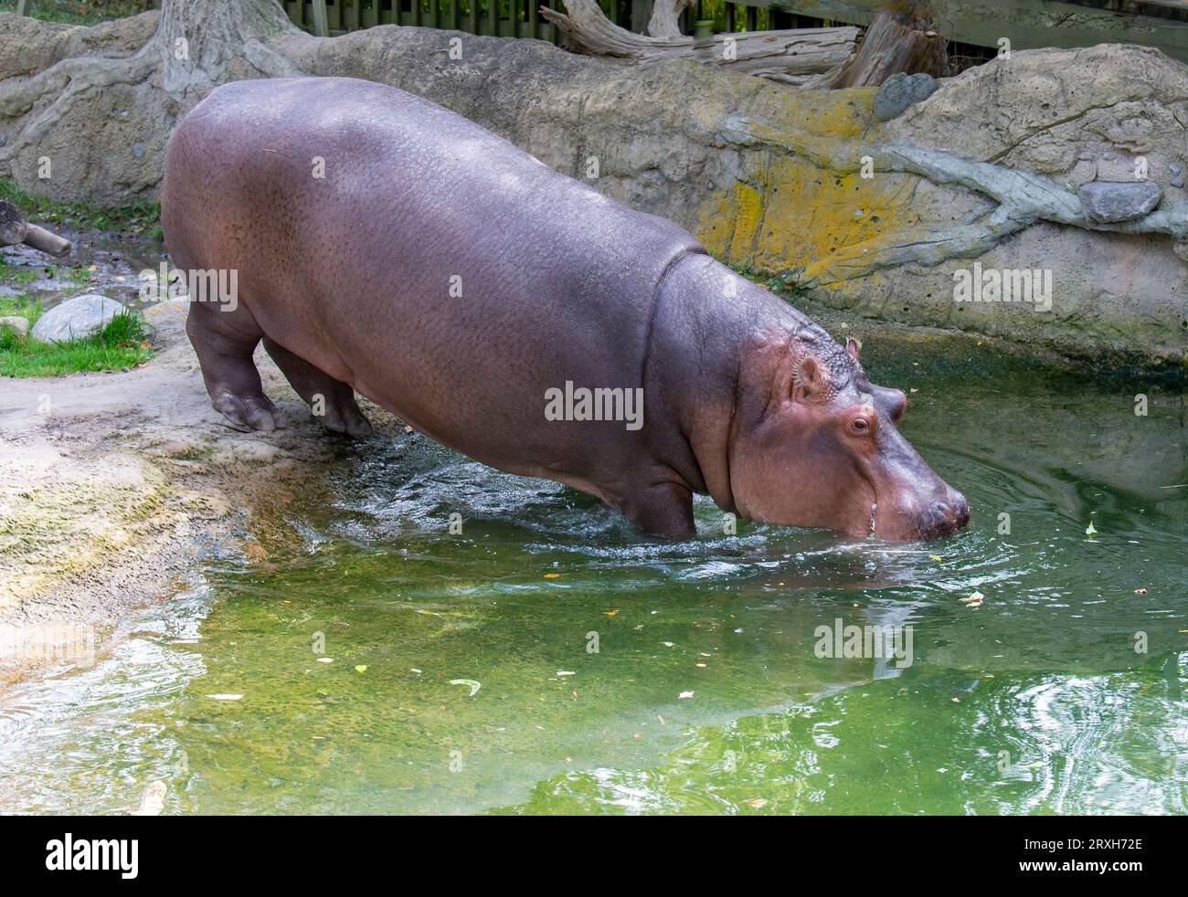 Hippapotames africains au zoo de Toronto, ON. Canada Banque D'Images