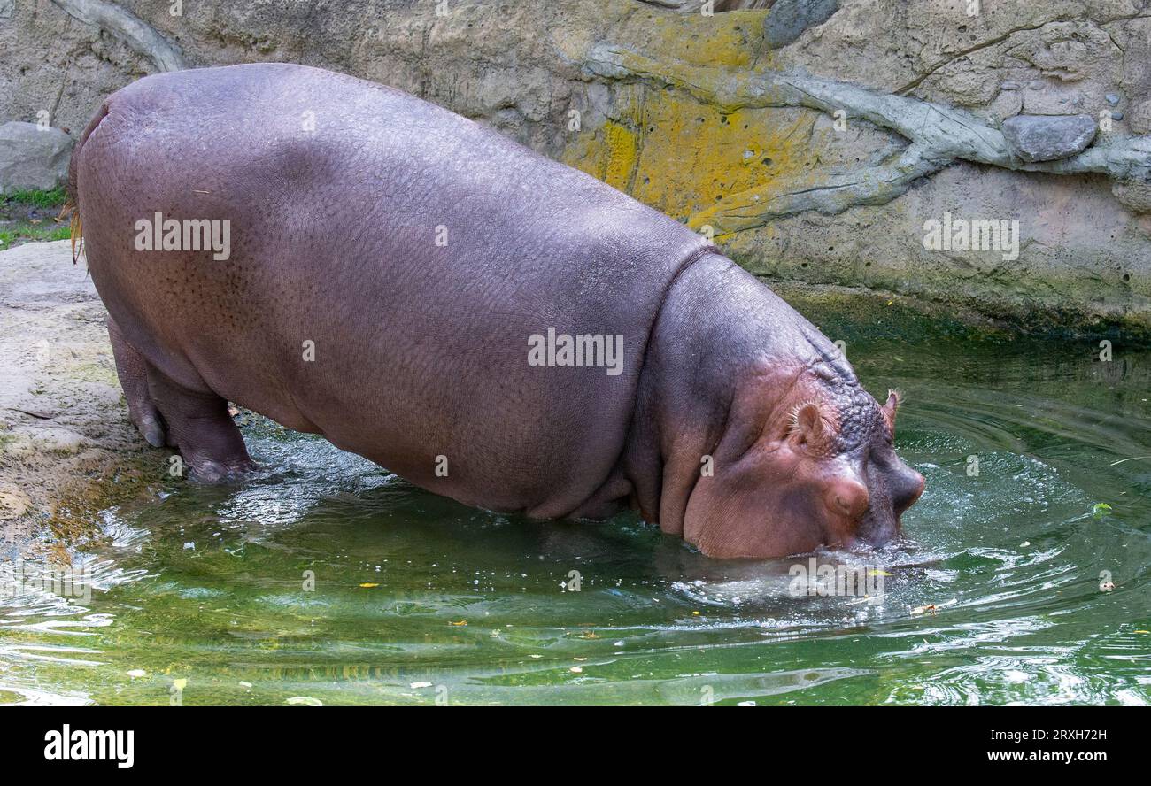 Hippapotames africains au zoo de Toronto, ON. Canada Banque D'Images
