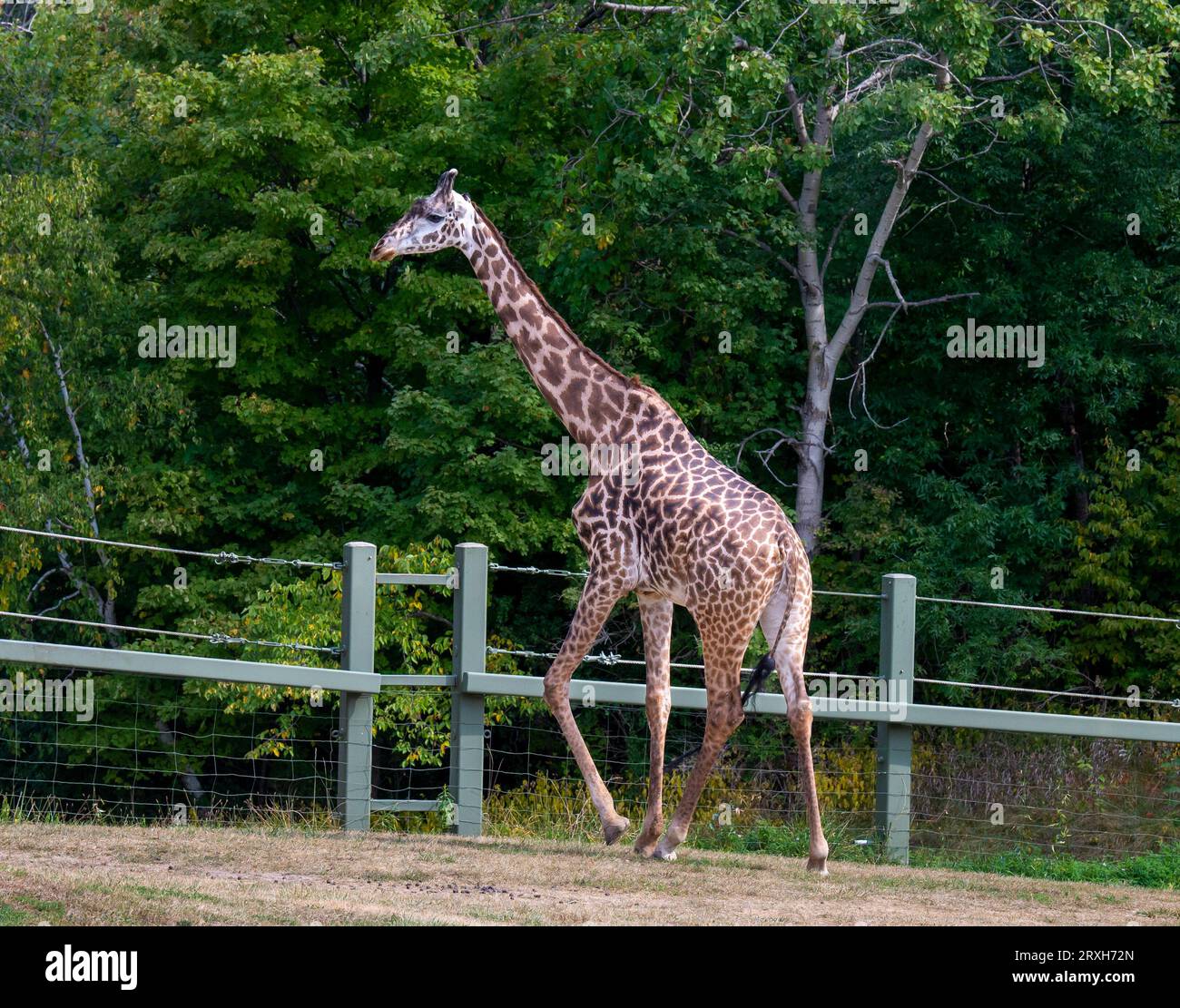 Girafe africaine au zoo de Toronto, ON, Canada Banque D'Images