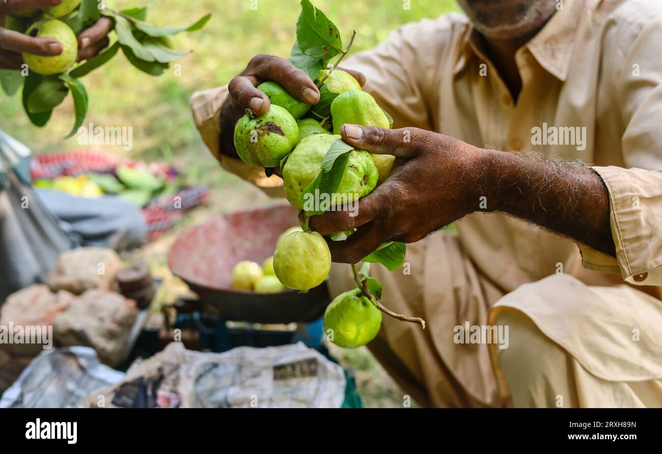 Gros plan de la botte de fruits de goyave rippée isolée sur la main du jardinier. Fruits de goyave. Goyaves isolées sur la main. Fruits de goyave à portée de main. Jardin de guavas. Jardin fruitier. Banque D'Images