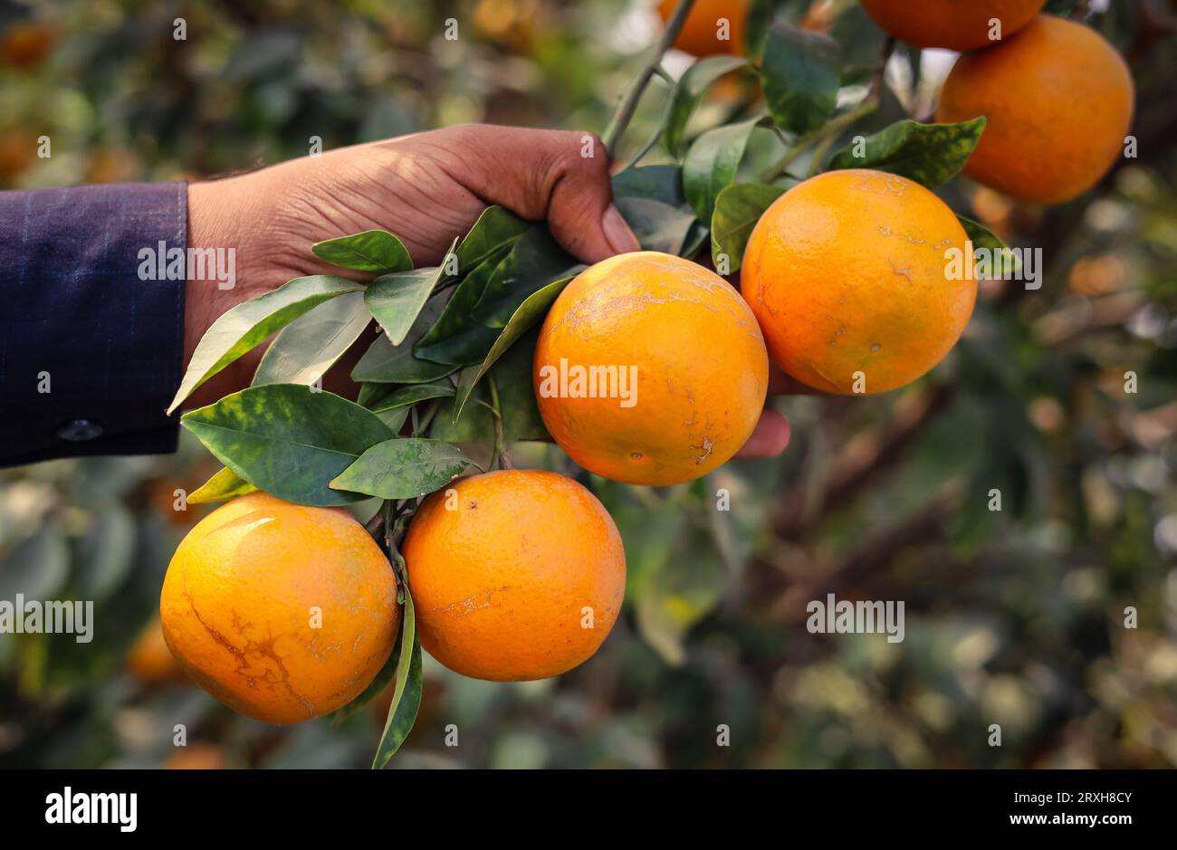 Capture d'un bouquet de fruits orange rippés à portée de main. Fruit orange isolé sur la main. Bouquet d'orange sur la main contre fond d'arbre fruitier. Jardin d'orangers. Ora Banque D'Images