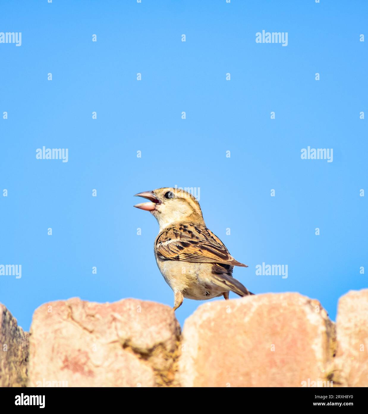 Portrait du moineau de l'arbre eurasien - passer montanus commun perchant oiseau.Maison moineau femelle chanteur (passer domesticus) assis chantant sur le fil et Banque D'Images