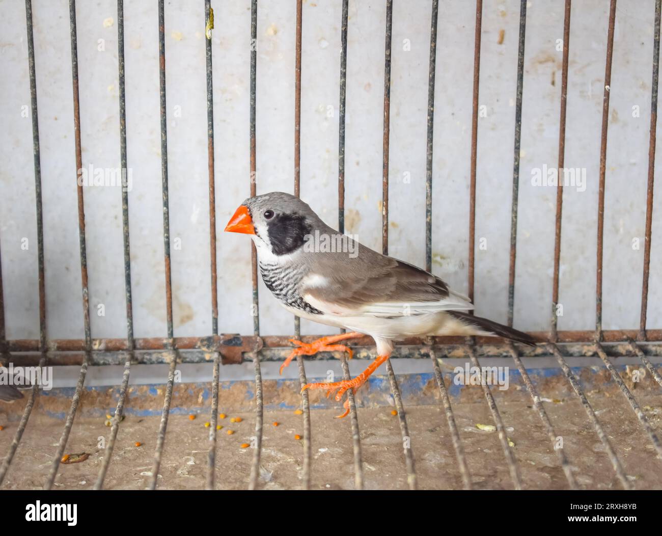 Un grand angle d'oiseaux zébrés finch assis dans la cage dans le marché à vendre. Beaux oiseaux Amadins en cage. Oiseaux zèbre finch dans le marché aux oiseaux. Beauti Banque D'Images
