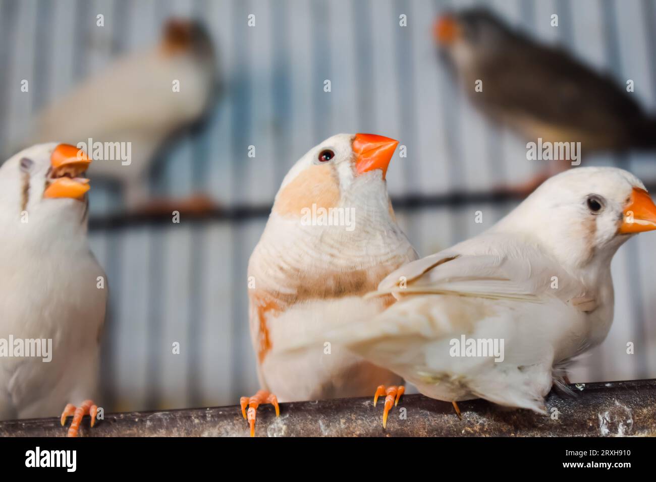 Un grand angle d'oiseaux zébrés finch assis dans la cage dans le marché à vendre. Beaux oiseaux Amadins en cage. Oiseaux zèbre finch dans le marché aux oiseaux. Beauti Banque D'Images
