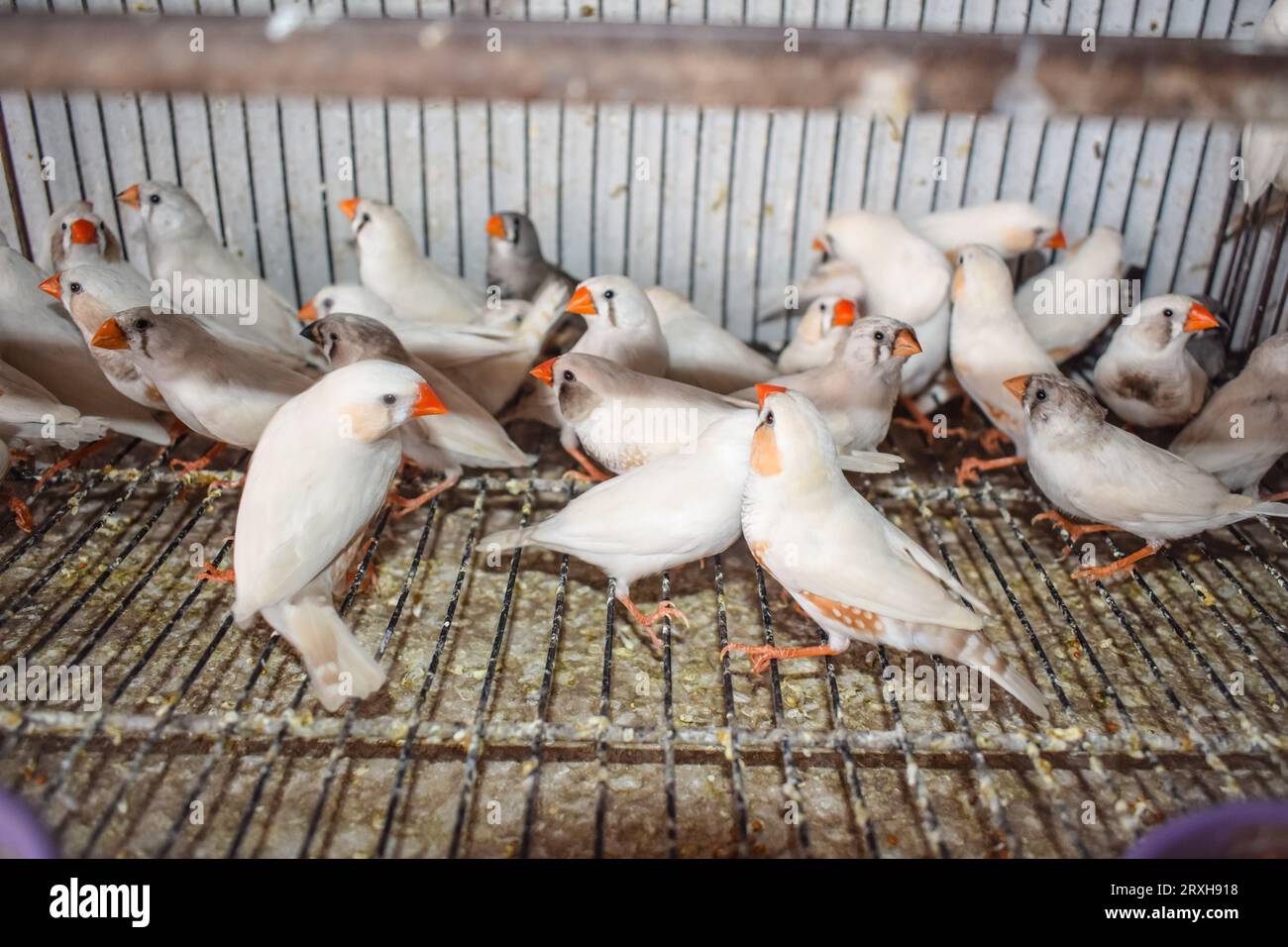 Un grand angle d'oiseaux zébrés finch assis dans la cage dans le marché à vendre. Beaux oiseaux Amadins en cage. Oiseaux zèbre finch dans le marché aux oiseaux. Beauti Banque D'Images