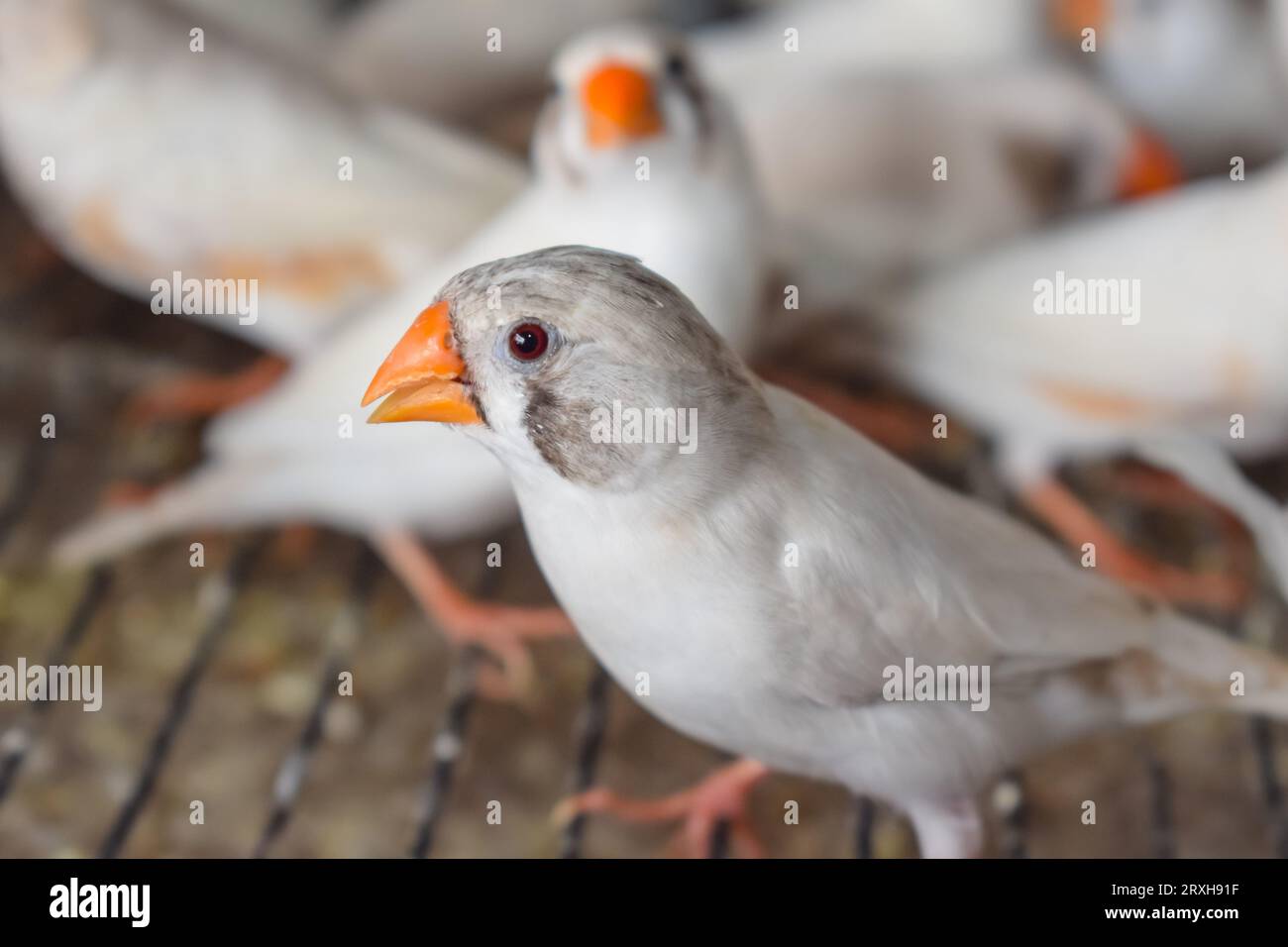 Un grand angle d'oiseaux zébrés finch assis dans la cage dans le marché à vendre. Beaux oiseaux Amadins en cage. Oiseaux zèbre finch dans le marché aux oiseaux. Beauti Banque D'Images