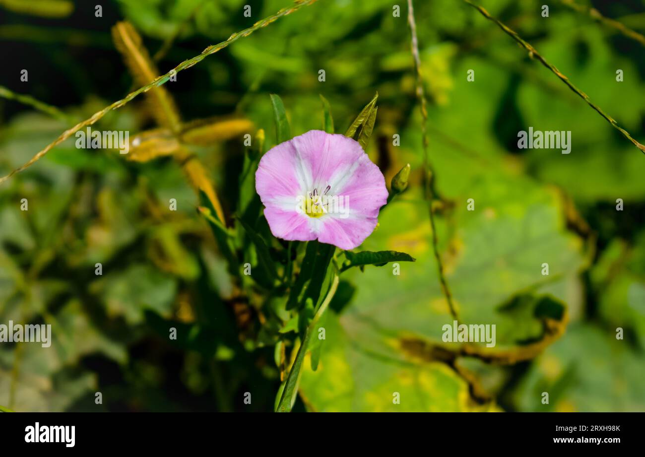 Bindweed européen ou rampant Jenny ou possession plante vivace herbacée de vigne avec des fleurs blanches ouvertes et fermées entourées de feuilles vertes denses Banque D'Images