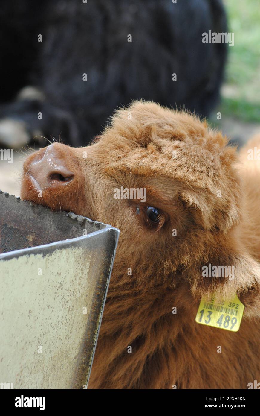 Scottish Highland Cattle - un veau mignon Banque D'Images