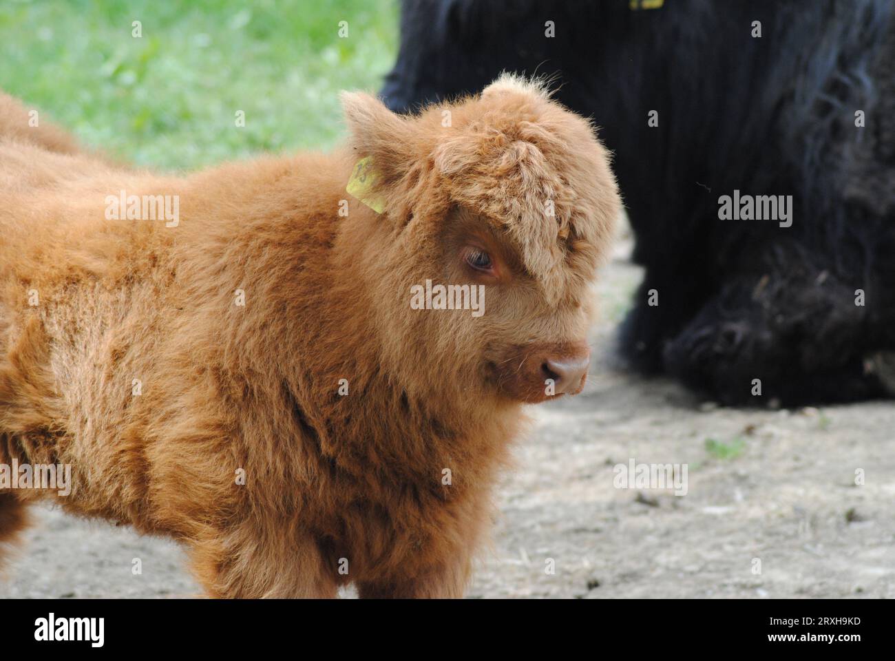 Scottish Highland Cattle - un petit veau doux Banque D'Images