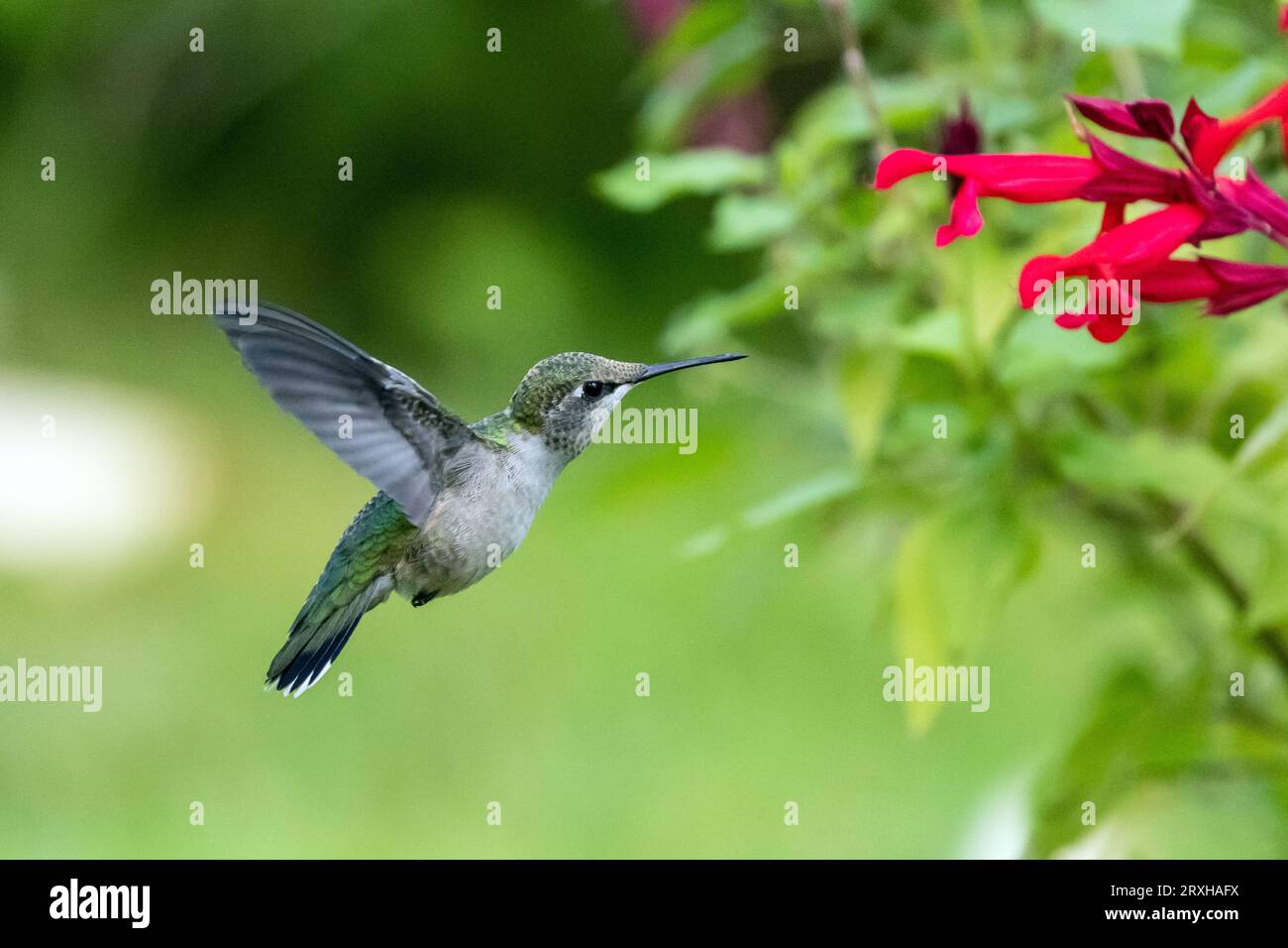 Gros plan d'un colibri à gorge rubis, en vol, se nourrissant de fleurs rouges de Salvia pendant la migration d'automne, Québec, Canada Banque D'Images