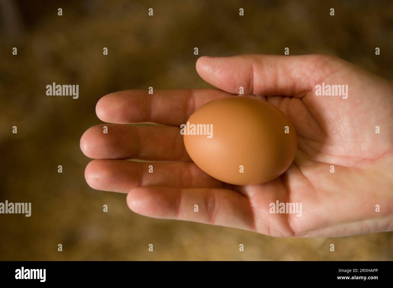 Gros plan d'une main tenant un œuf de poule rouge du New Hampshire ; Davey, Nebraska, États-Unis d'Amérique Banque D'Images