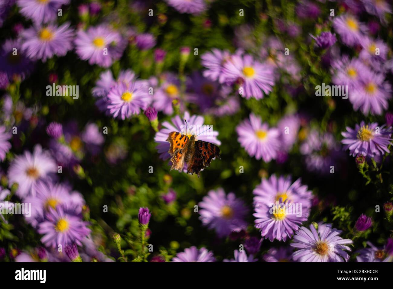 papillon sur aster d'automne en fleurs Banque D'Images