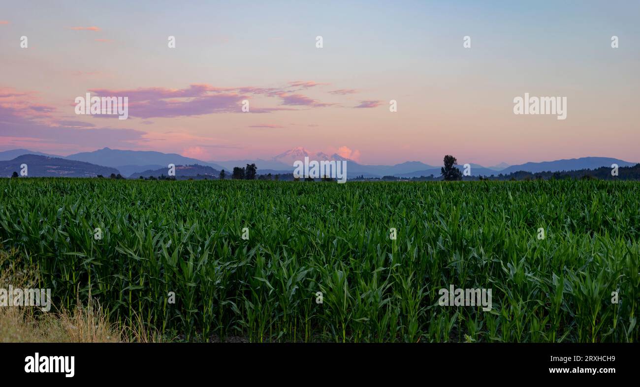 Vaste champ de maïs avec des montagnes au loin au coucher du soleil ; Colombie-Britannique, Canada Banque D'Images