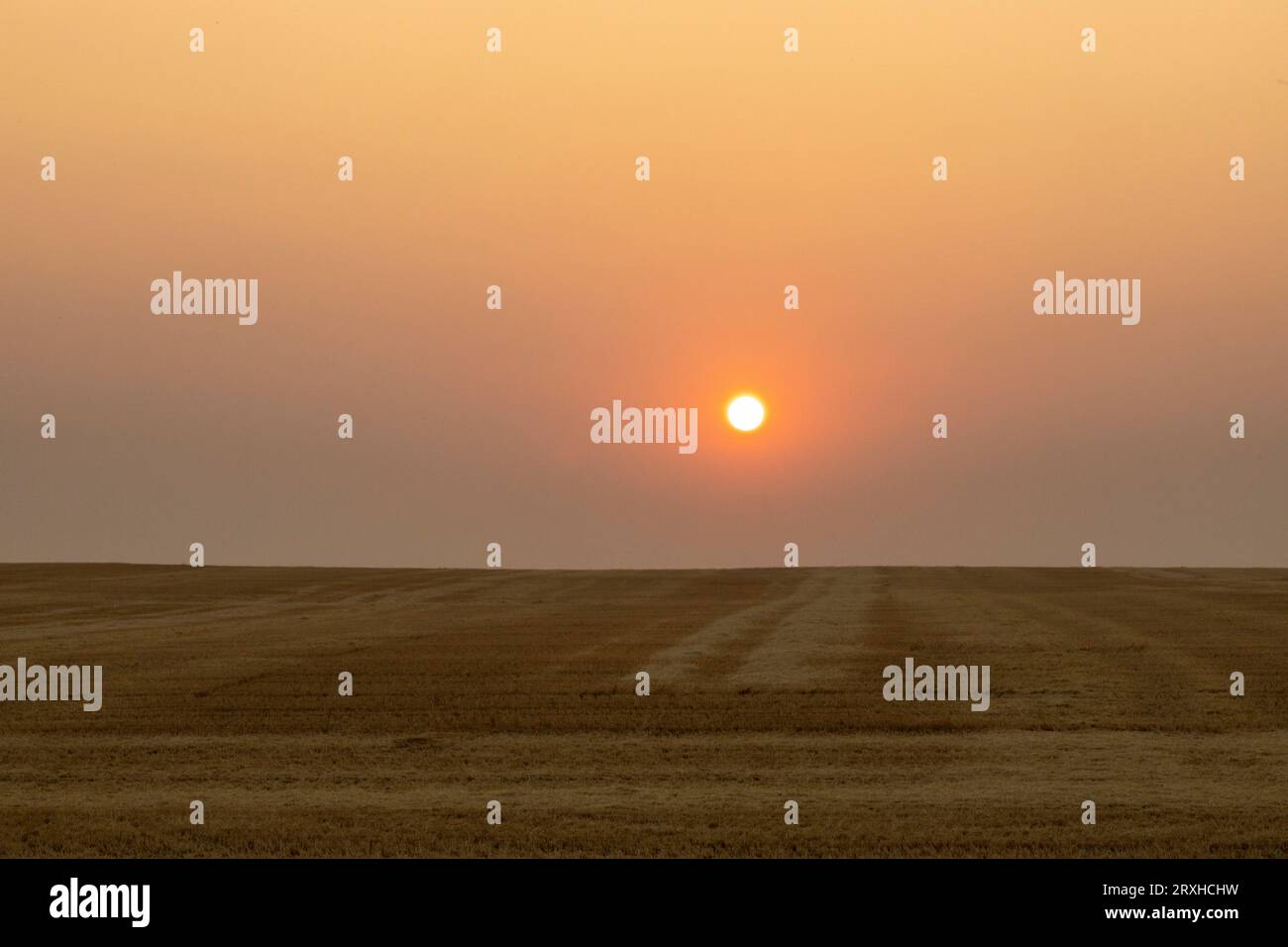 Soleil doré brillant sur la vaste prairie de l'Alberta au coucher du soleil ; Alberta, Canada Banque D'Images