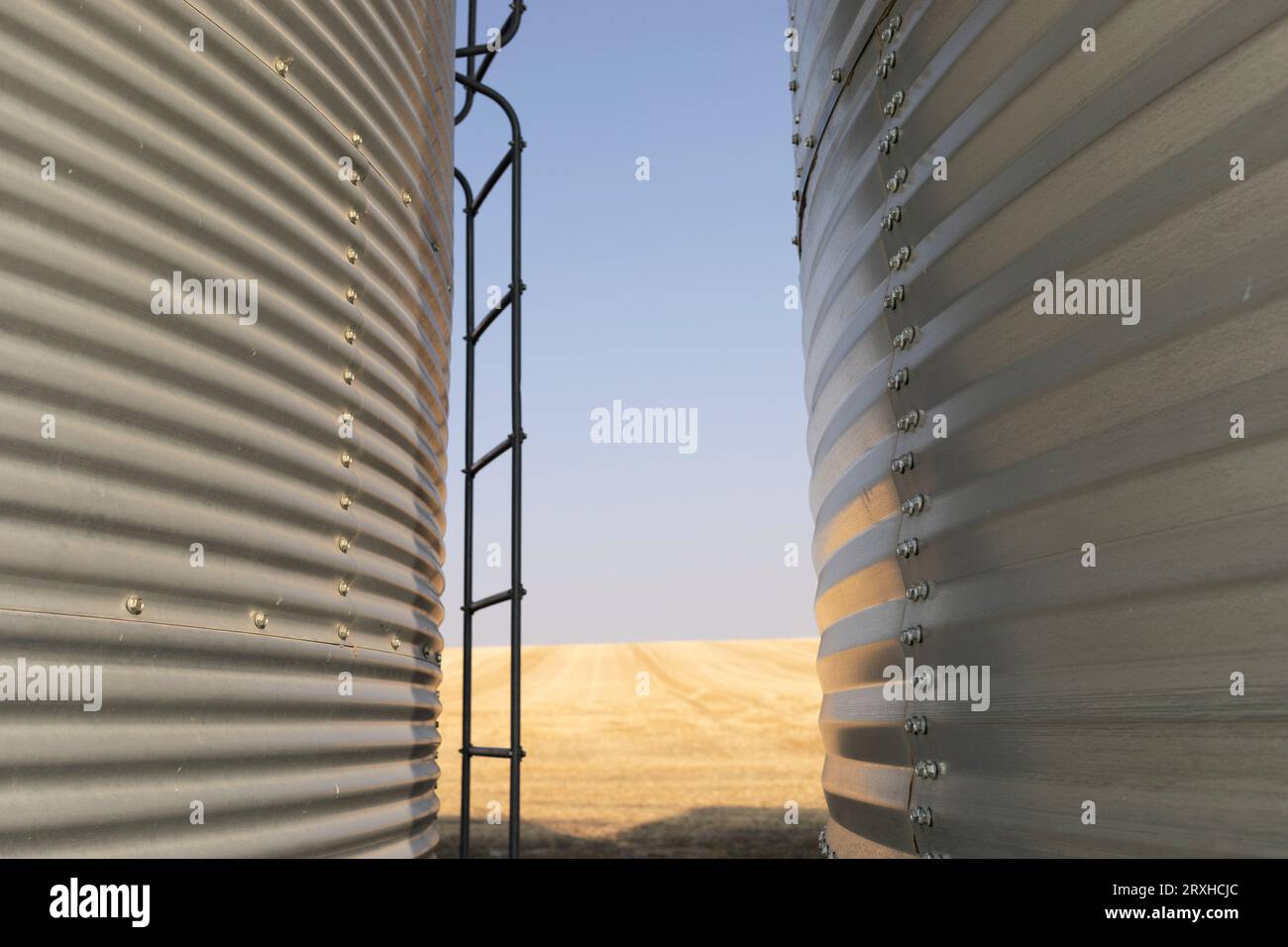 Gros plan du revêtement métallique de deux bacs à céréales et d'une échelle avec vue sur les terres agricoles dorées ; Alberta, Canada Banque D'Images