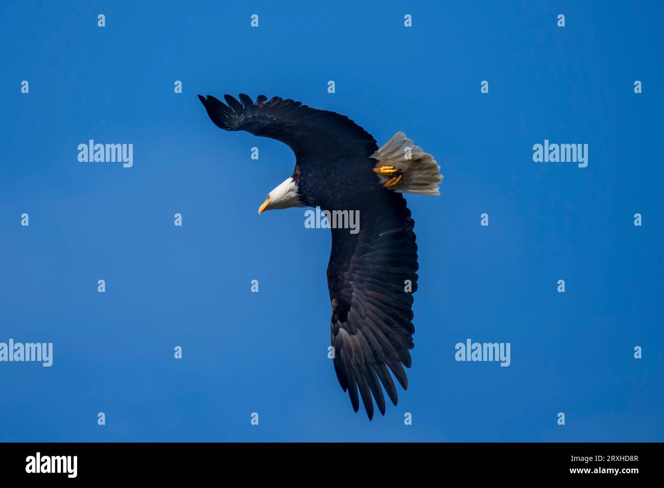 Aigle à tête blanche (Haliaeetus leucocephalus) en vol dans un ciel bleu vif ; Kalaloch, Washington, États-Unis d'Amérique Banque D'Images