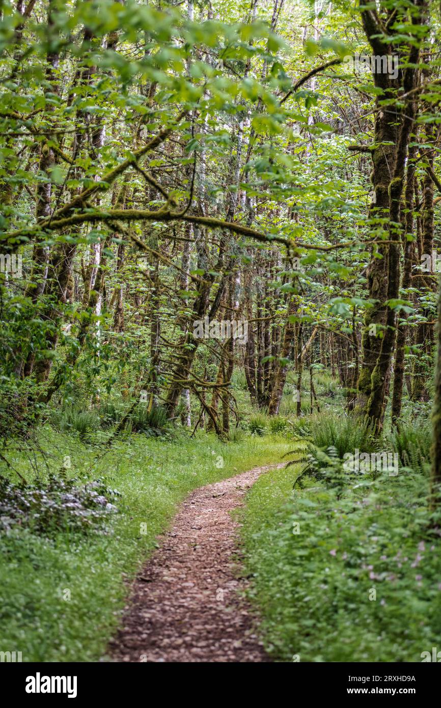 Sentier pédestre à travers la croissance printanière dans une zone de parc dans Millersylvania State Park dans l'ouest de Washington, États-Unis ; Washington, États-Unis d'Amérique Banque D'Images