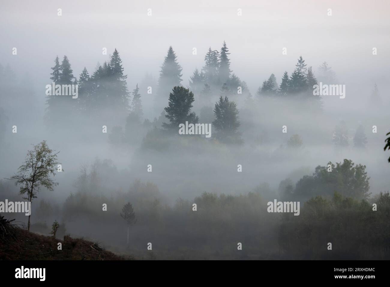Le brouillard matinal enveloppe les arbres à feuilles persistantes ; Washington, États-Unis d'Amérique Banque D'Images